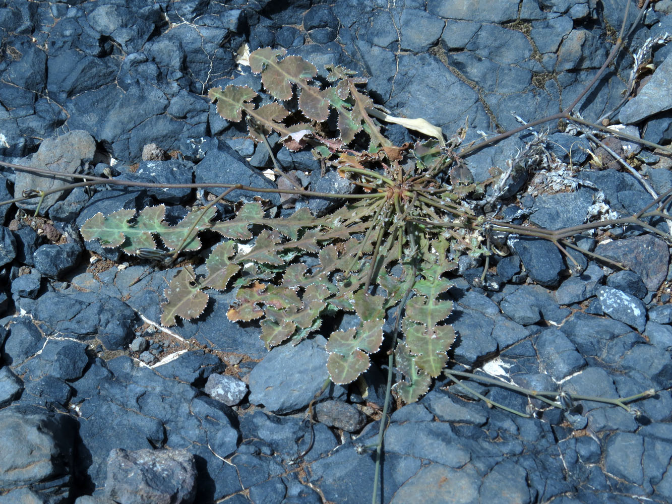 Image of Launaea nudicaulis specimen.