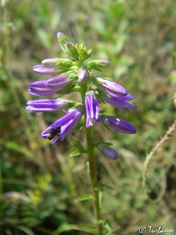 Image of Campanula ruthenica specimen.