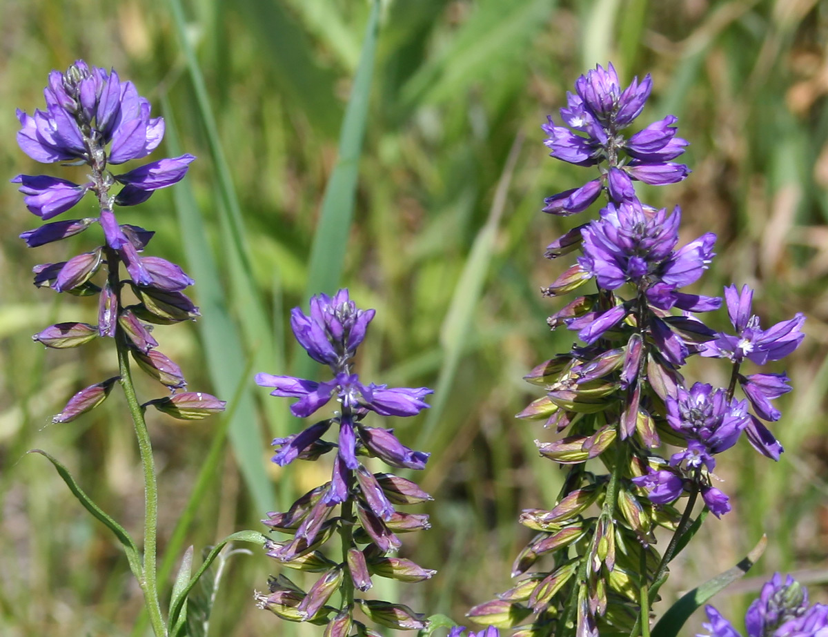 Image of Polygala comosa specimen.