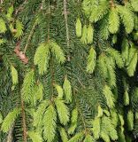 Picea abies