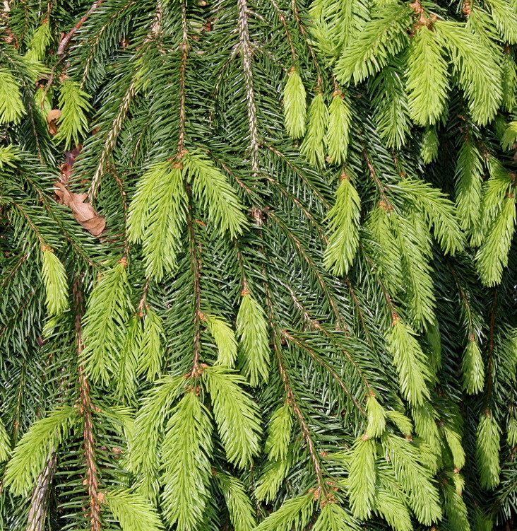 Изображение особи Picea abies.