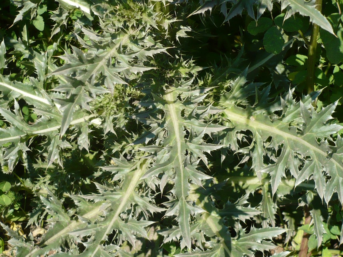 Image of Carduus thoermeri specimen.