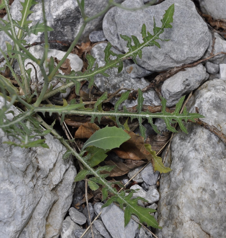 Image of Lactuca intricata specimen.