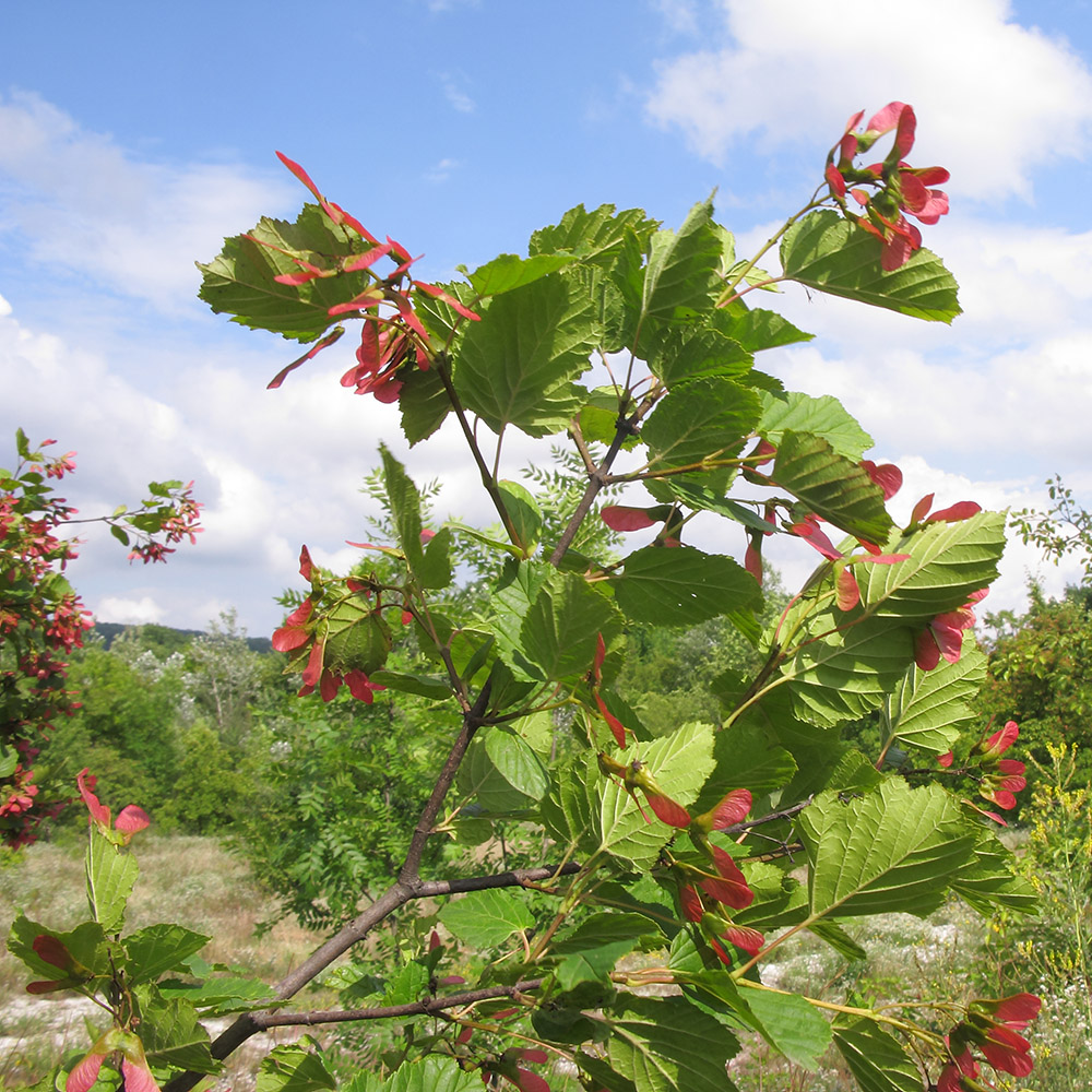 Image of Acer tataricum specimen.