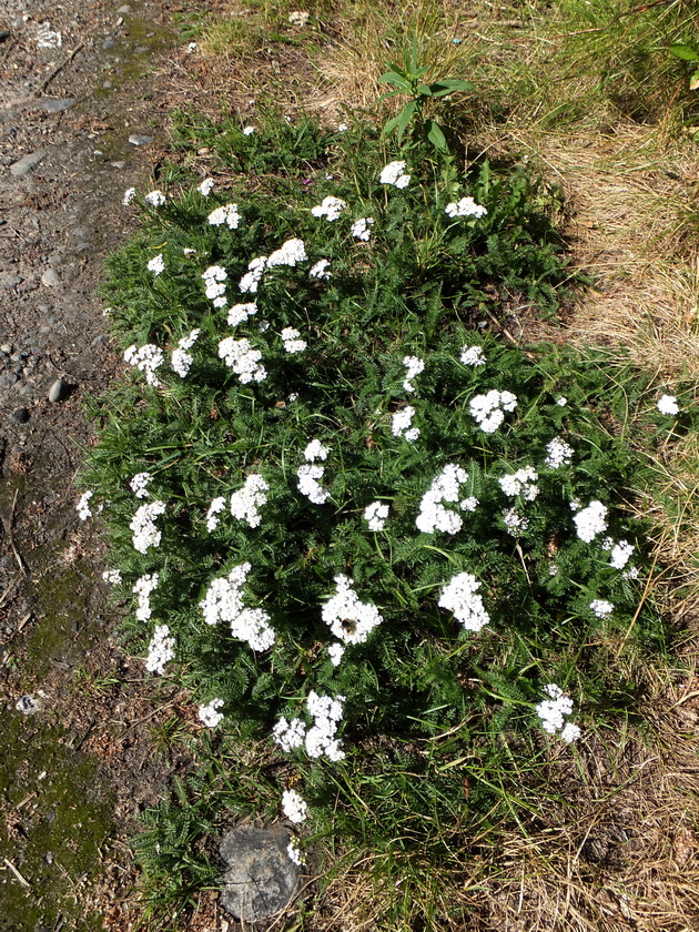 Image of Achillea millefolium specimen.