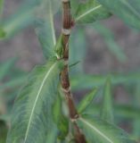 род Persicaria