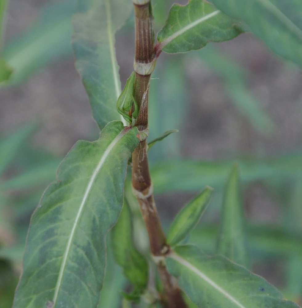 Image of genus Persicaria specimen.