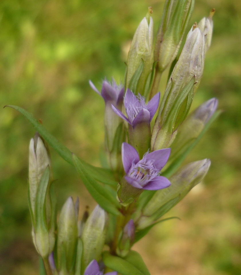 Изображение особи род Gentianella.