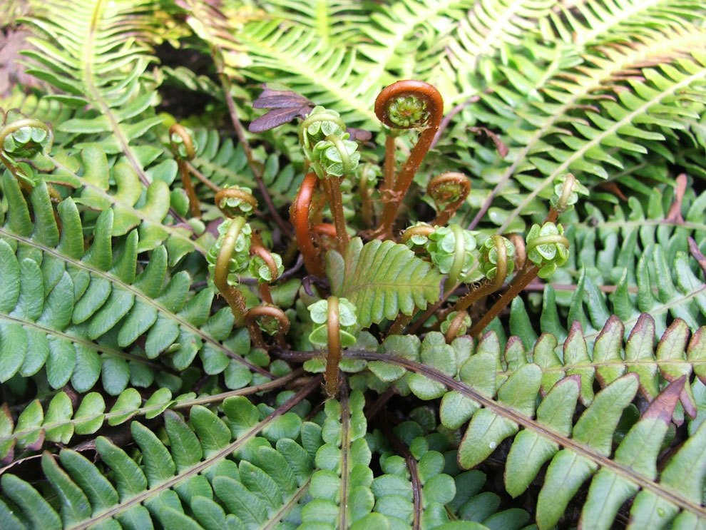 Image of Blechnum spicant specimen.