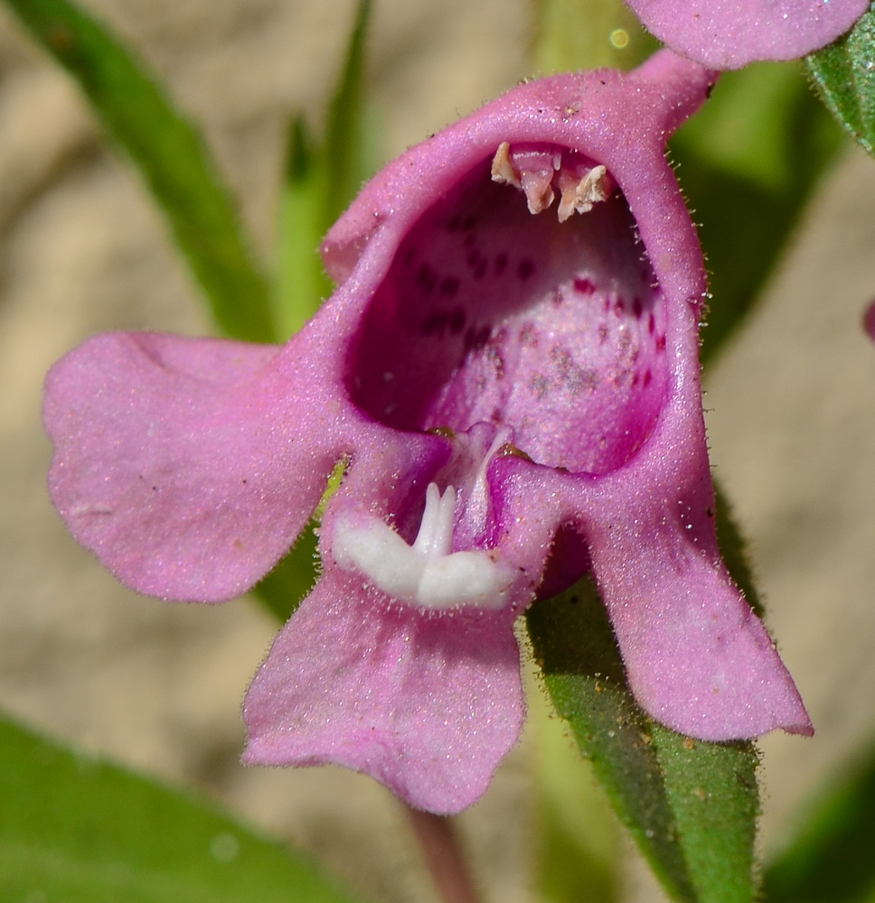 Image of Angelonia angustifolia specimen.