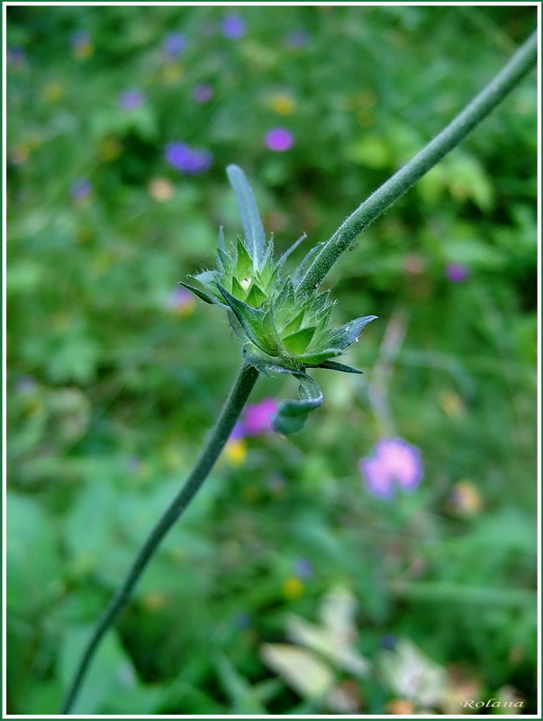 Изображение особи Knautia arvensis.