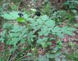 Actaea spicata