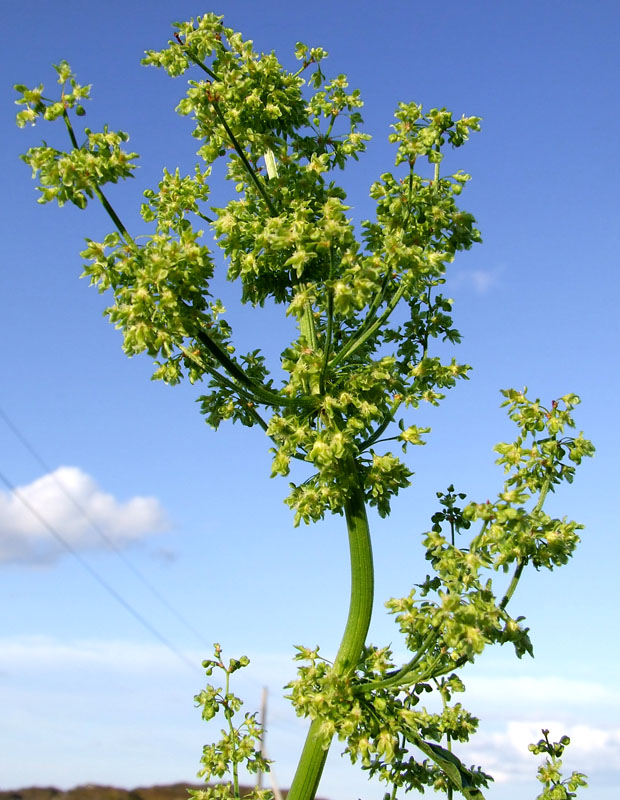 Image of Rumex confertus specimen.