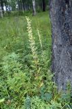 Artemisia macrantha. Цветущее растение в смешанном лесу. Хакасия, окр. г. Сорск. 13.08.2009.