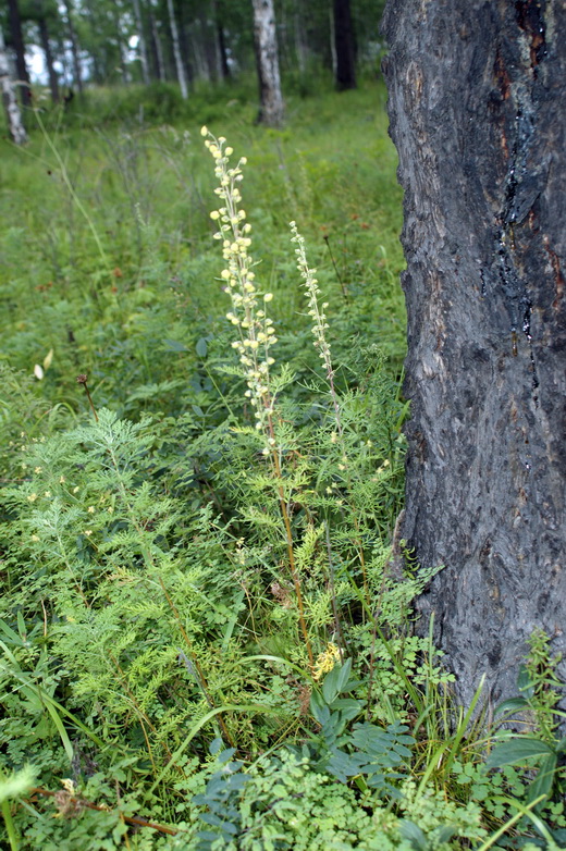 Image of Artemisia macrantha specimen.