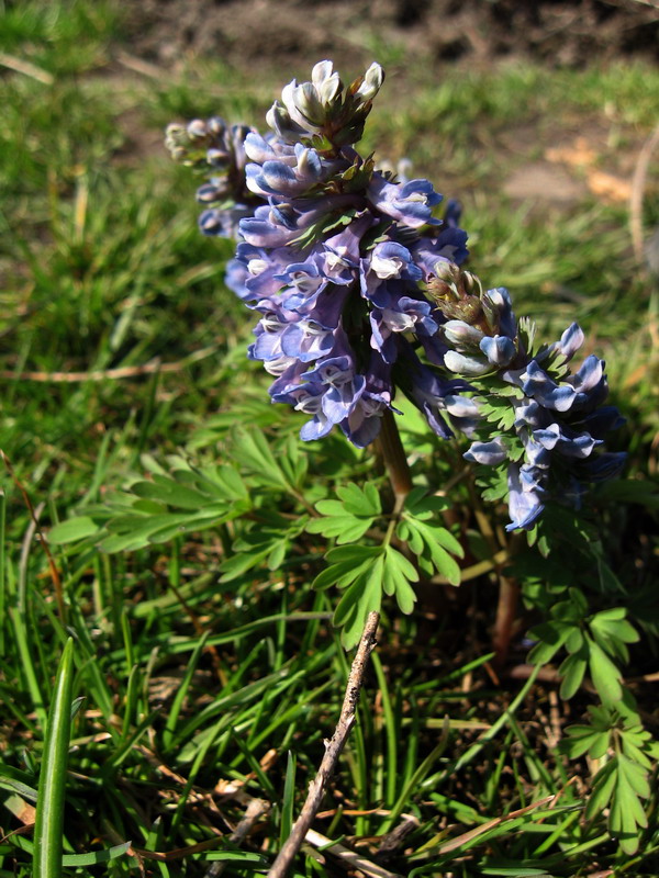 Image of Corydalis subjenisseensis specimen.