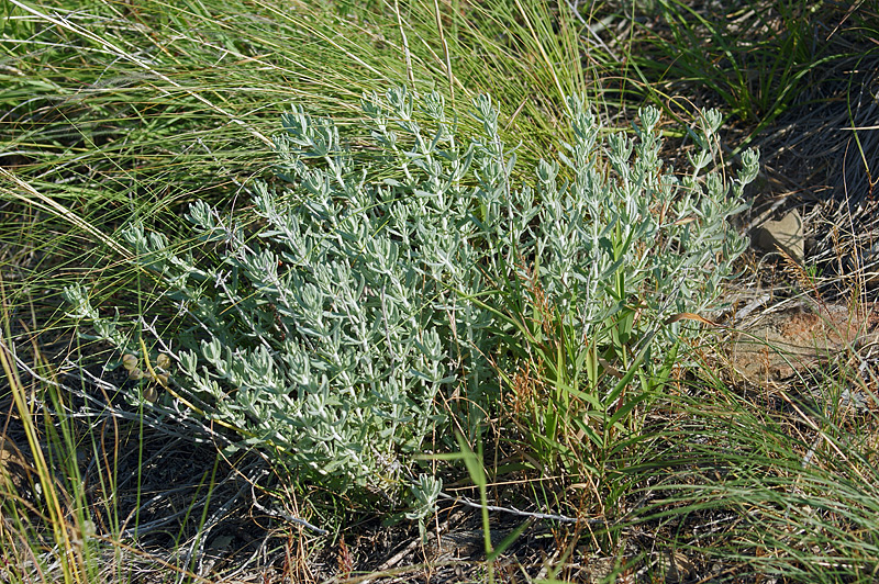 Image of Teucrium capitatum specimen.