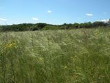 Stipa capillata. Степь с доминированием Stipa capillata. Днепропетровская обл., 20.07.2008.