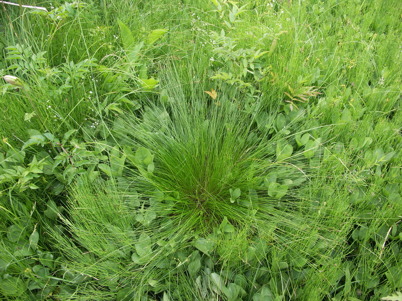 Image of Carex davalliana specimen.