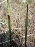 Eriophorum vaginatum. Средние части побегов. Окрестности Архангельска, болото. 8 июня 2009 г.