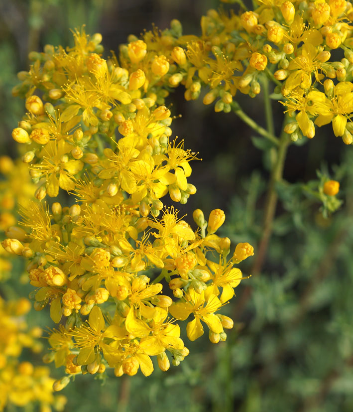 Image of Hypericum scabrum specimen.