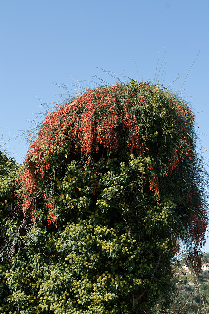 Image of Ephedra foeminea specimen.