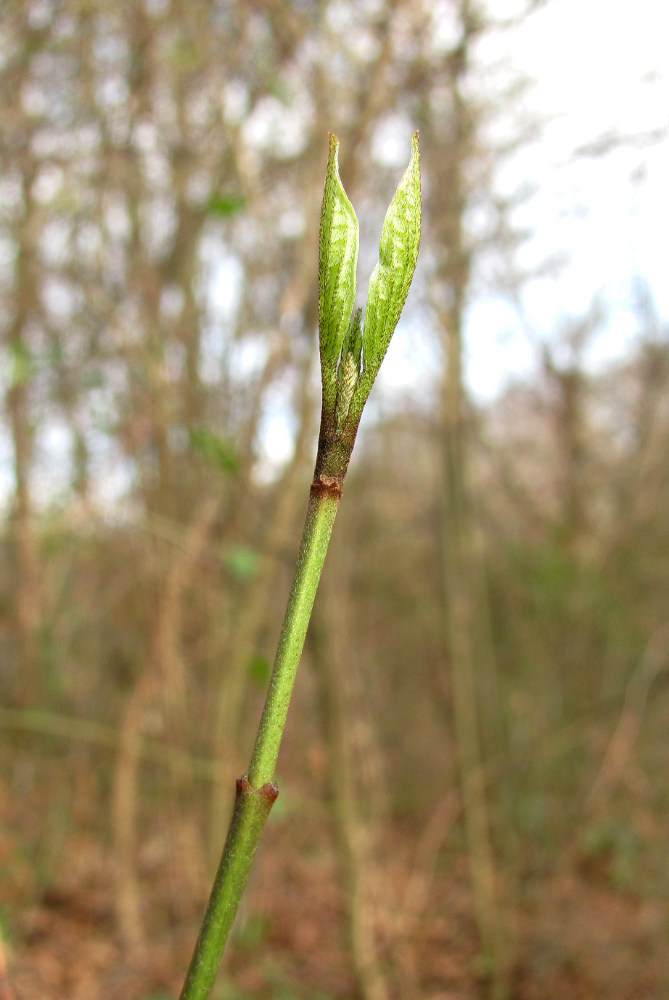 Image of Cornus mas specimen.