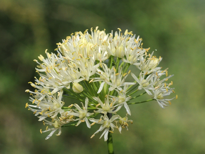 Image of Allium flavescens specimen.