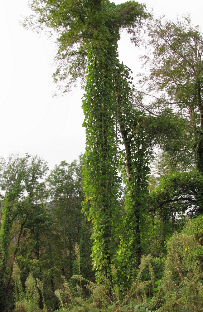 Image of Pueraria lobata specimen.