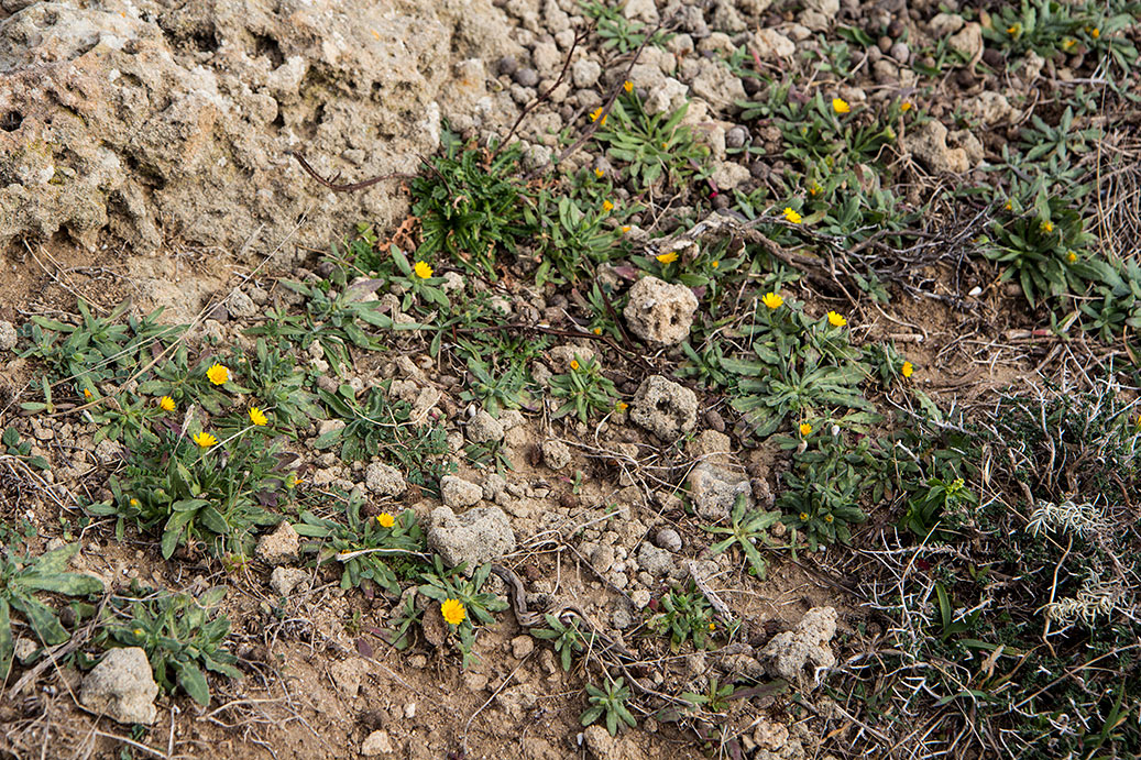 Изображение особи Calendula arvensis.