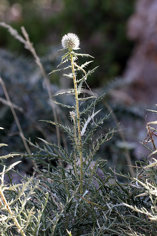 Image of Echinops tschimganicus specimen.