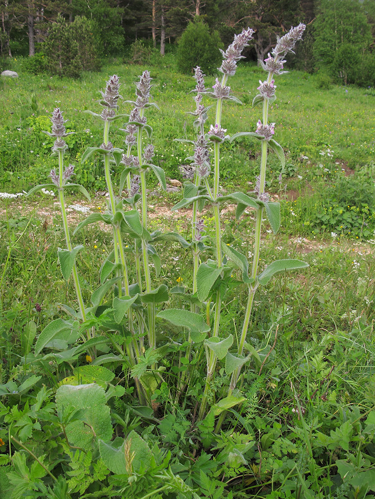 Image of Stachys balansae specimen.