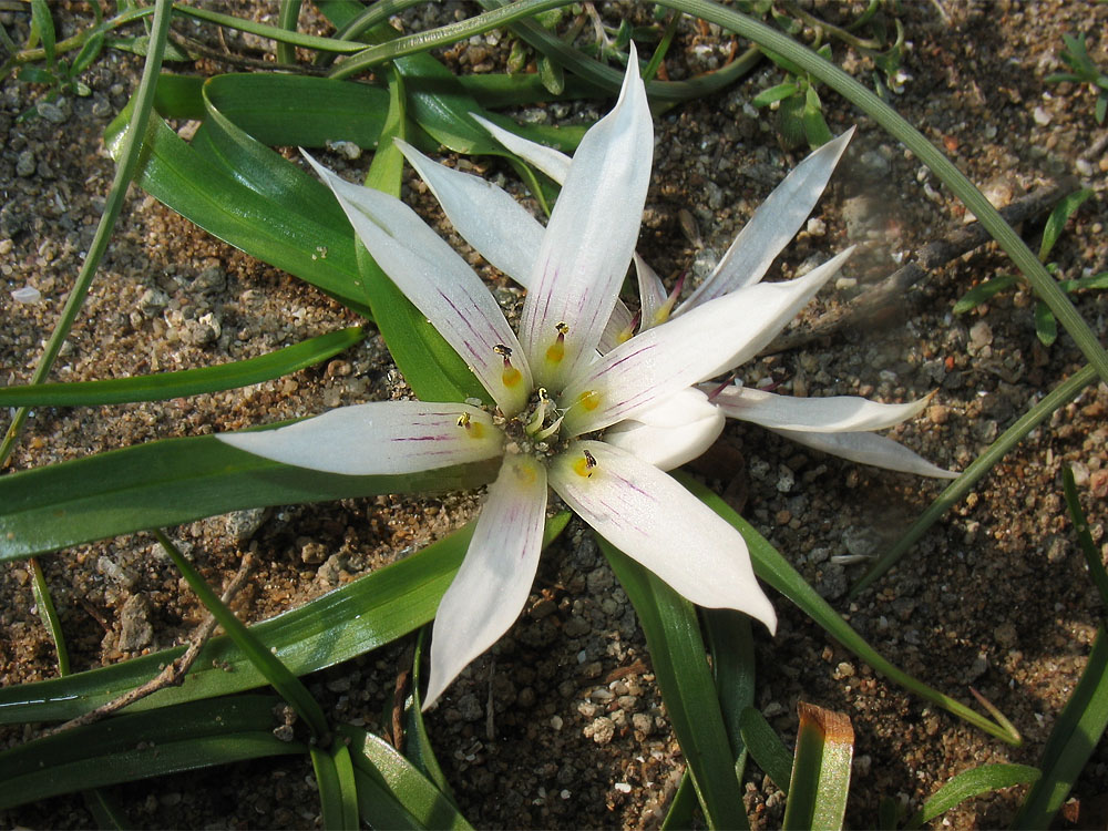 Image of Androcymbium europaeum specimen.