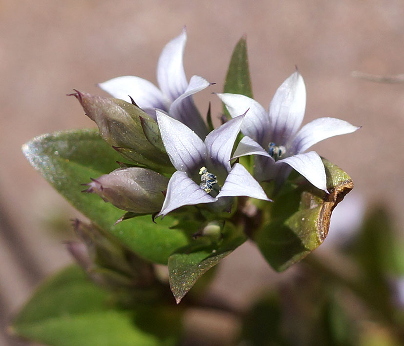 Изображение особи Gentianella sibirica.