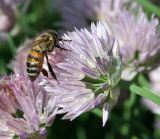 Allium schoenoprasum