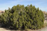 Juniperus californica. Взрослый кустарник. США, Калифорния, Joshua Tree National Park. 19.02.2014.