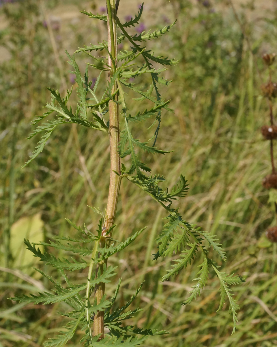 Изображение особи Tanacetum vulgare.