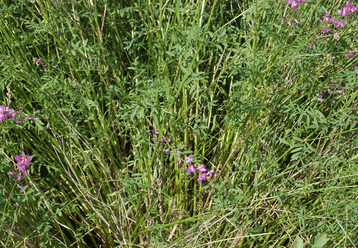 Image of Astragalus macropterus specimen.