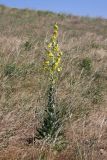 Verbascum songaricum. Цветущее растение. Южный Казахстан, Сырдарьинский Каратау, р-н перевала Куюк, степь. 20.05.2015.