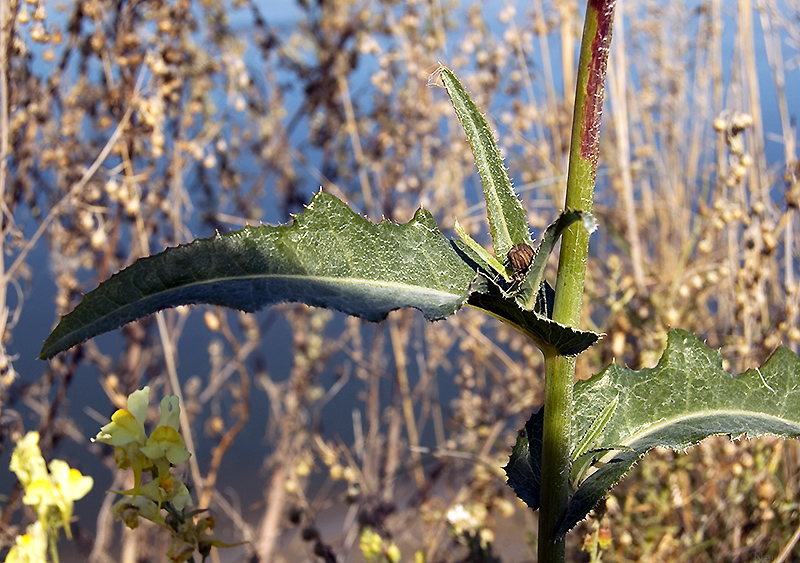 Image of Sonchus arvensis ssp. uliginosus specimen.