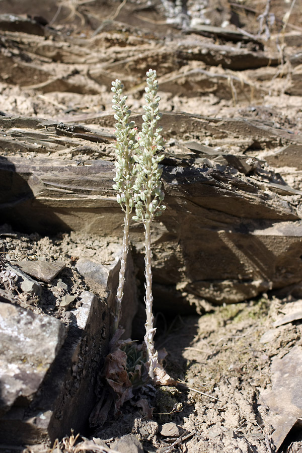 Image of Rosularia subspicata specimen.