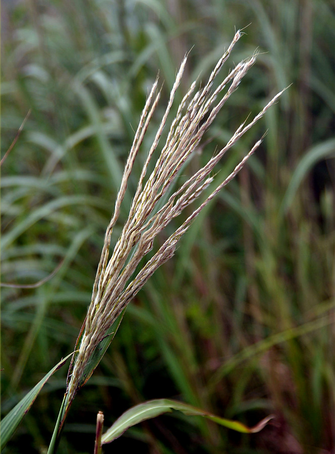 Image of Miscanthus sinensis specimen.