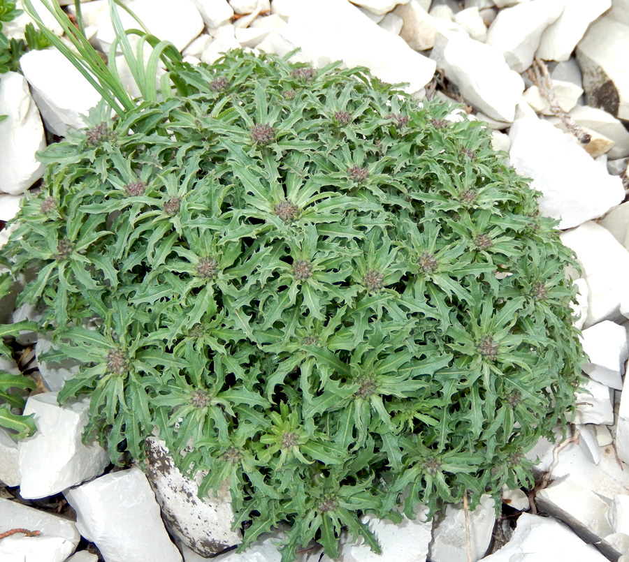 Image of Erysimum callicarpum specimen.