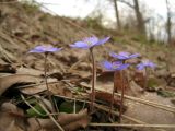 Hepatica nobilis. Цветки. Московская обл., Одинцовский р-н, нагорная дубрава \"Улитинская\". 22.04.2012.