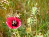 Papaver hybridum