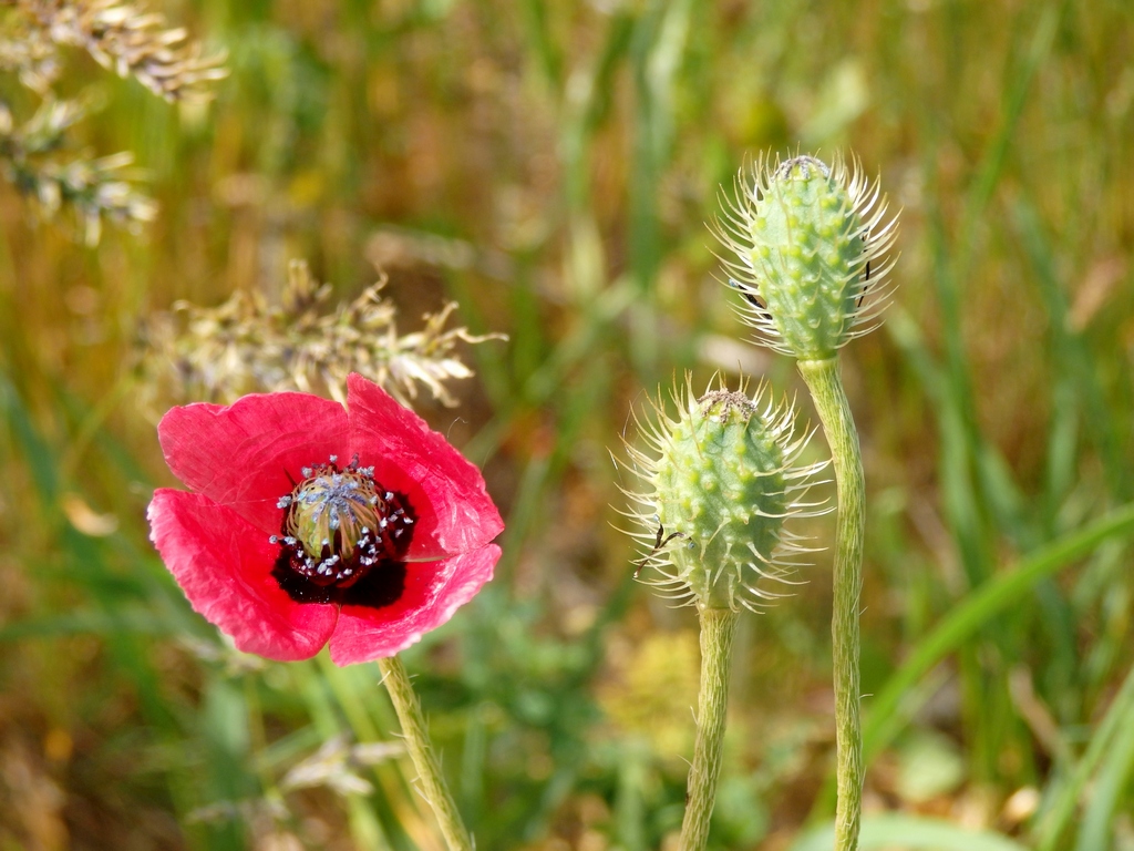 Image of Papaver hybridum specimen.