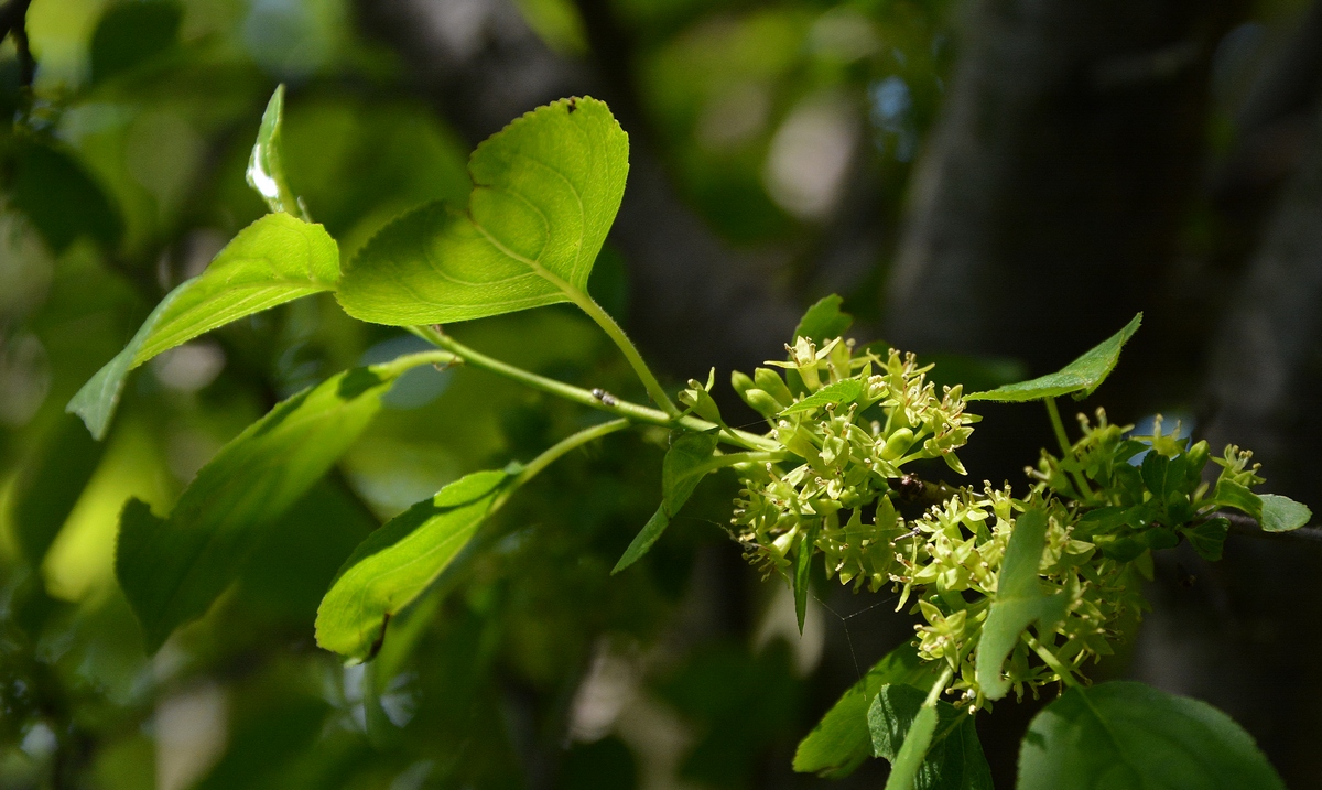 Image of Rhamnus cathartica specimen.