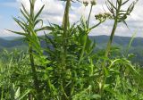 Valeriana rossica