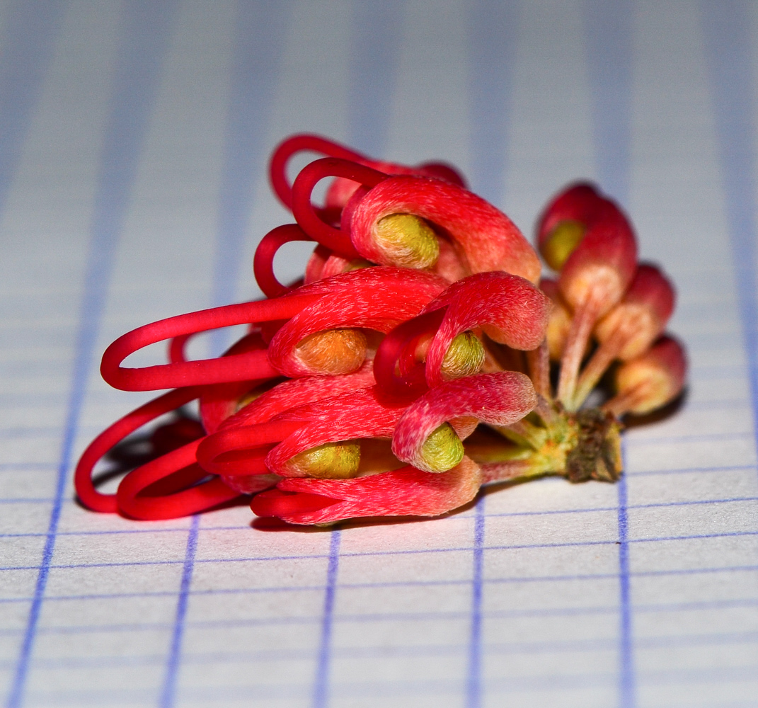 Image of Hakea orthorrhyncha specimen.