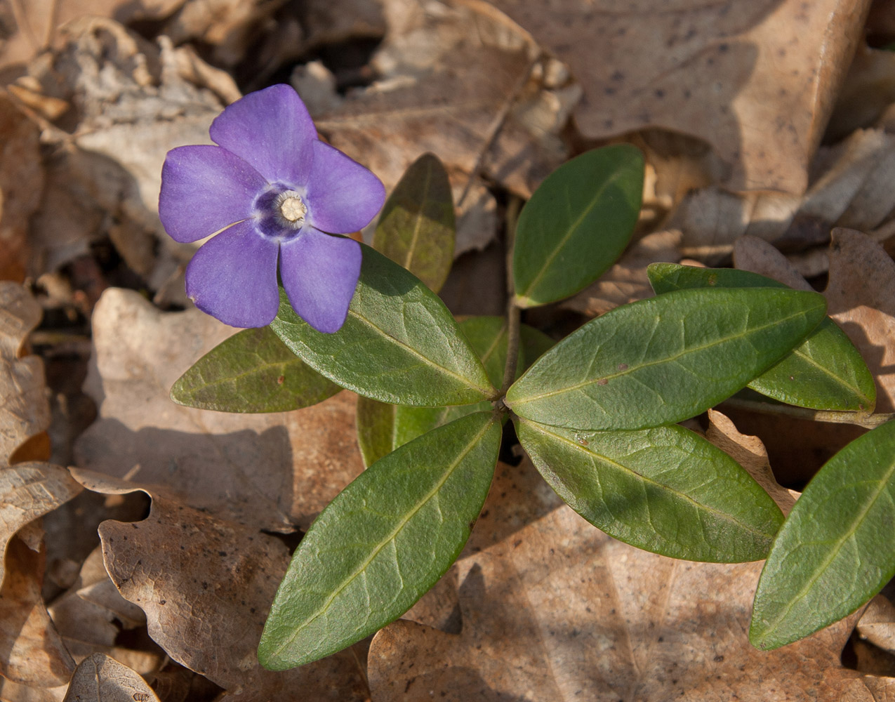 Image of Vinca minor specimen.